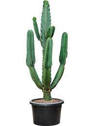 Image result for Euphorbia eranthes