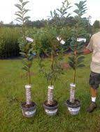 A deer's diet can't be filled with food plots alone. Are These The Best Mass Producing Trees For Whitetail Deer Deer And Deer Hunting