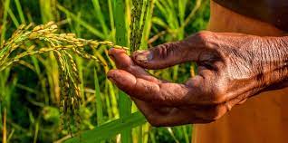 Agriculture was the key development in the rise of sedentary human civilization. Los Bosques Sustentan La Agricultura Cifor Forests News