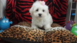 Satilik Maltese Terrier Yavrulari 772