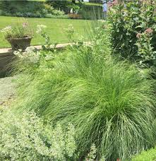 Image result for Sporobolus panicoides