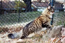 However, big breeds like the maine coon and the ragdoll will keep growing even after their first while every cat is different, there are some very general guidelines that might help you as you search for your cat's final size. Maine Coon Weight Chart Terse