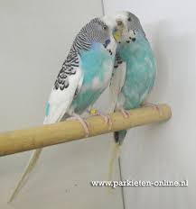 www parkieten onl budgies parakeets grasparkieten periquito australiano periquito passaro