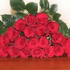 We did not find results for: Wholesale Flowers In Bulk For Wedding And Events J R Roses Wholesale