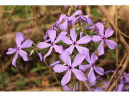 Phlox Divaricata Wild Blue Phlox Native Plants Of North America