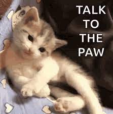 Cat Hi Gif Tenor Gif Keyboard Bring Personality To Your Conversations Say More With Tenor Cats Hi Gif Cute Animals