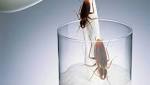 حليب الصراصير غذاء صحي متكامل