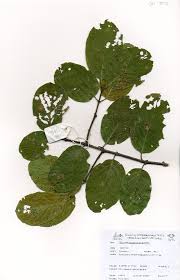 Image result for Berchemia discolor