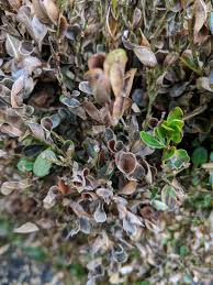No serious insect or disease problems. Boxwood Blight Fairway Green Inc