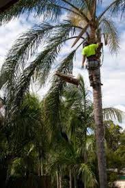 Pin On Trees