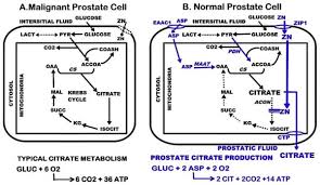Taking zinc does not seem to reduce the risk of high blood pressure in pregnancy. A Comprehensive Review Of The Role Of Zinc In Normal Prostate Function And Metabolism And Its Implications In Prostate Cancer Abstract Europe Pmc
