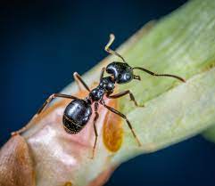 As formigas são insetos pertencentes à família formicidae da ordem hymenoptera. Perda Da Habilidade De Voar Pode Explicar Por Que Formigas Sao Tao Fortes Revista Galileu Biologia