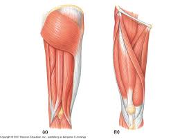Vector illustration informative medical scheme. Knee Muscles Quiz Human Anatomy