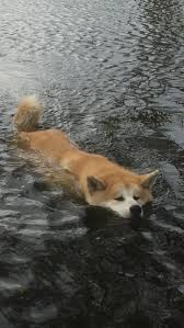 Denmark coronavirus update with statistics and graphs: Akita Pedigree