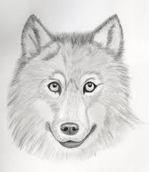 Article by hildur kristin olafsdottir Wolf Fan Art To Mark Crilley By Oswin Drawings On Deviantart