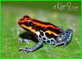 10 Spesies Katak Cantik Ini Ternyata Beracun Dan Mematikan Dunia Fauna Hewan Binatang Tumbuhan Hewan Binatang Katak Beracun