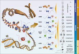How Many Cell Divisions Occur In Meiosis To Create Gametes? - Quora