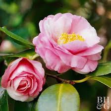 Pin On Flowers And Plants