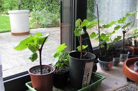 Le Bouturage De La Vigne Ma Passion Du Verger