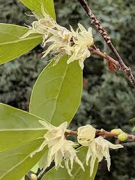 Image result for Diospyros consolatae-rotundifolia intermediates
