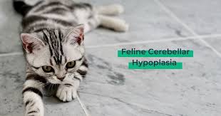 So can cerebellar hypoplasia be prevented? Feline Cerebellar Hypoplasia I Love Veterinary