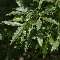 Image result for Vepris reflexa