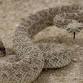 Rattlesnake and Porcupine Avoidance Clinic