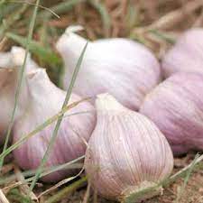 Garlic A Growing Guide Garlic Is As Beautiful In The Garden As It Is Easy To Grow Growing Garlic Planting Garlic Growing Food