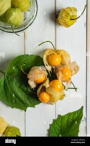 Image result for Physalis peruviana