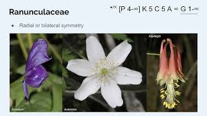 Image result for Ranunculaceae