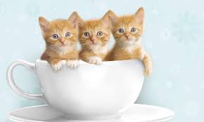 3,000+ vectors, stock photos & psd files. Beautiful Cats Wallpaper Home Facebook