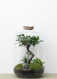 Forest Xl Bonsai Garden Terrarium Terrarium Succulent Garden Diy