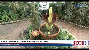 Fox 10 Phoenix Corpse Flower Begins To Bloom Facebook