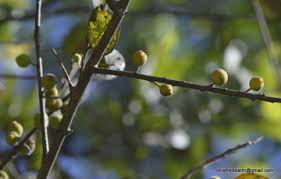 Image result for Ficus exasperata