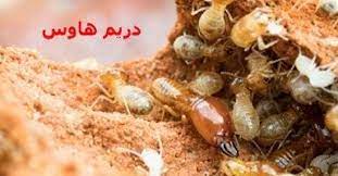 النمل الأبيض أو الأرضة هو من أكثر الحشرات التي تسبب إزعاج وخطرا كبيرا لأي منزل فالنمل الأبيض يستطيع تدمير أثاث المنزل مع الوقت فقد يبدأ بت food chicken meat
