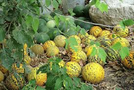 Wassermelonen im garten anbauen | #wassermelo. Wassermelone Herkunft Anbau Pflege Plantura