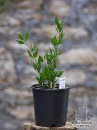 Seeds from italy is the u.s. Ruscus Plant For Sale