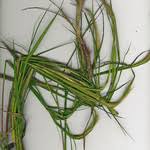 Image result for Cenchrus polystachios