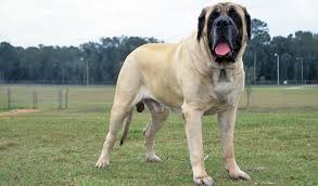 Mastiff Dog Breed Information Grand fantasia is a free to download and free to play online 3d anime themed mmorpg where players go on journeys with their sprite companion battling the forces of darkness. mastiff dog breed information