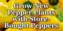 How do you grow poblano peppers from store bought peppers?