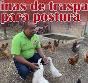 Cría de gallinas de traspatio | Incrementa la postura de huevos | Granja  San Lucas