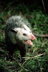 Http Newswatch Nationalgeographic Com Files 2013 09 Opossum Snarling Virginia Jpg Awesome Possum Possum Australia Animals