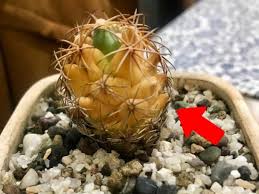 Cactus ) comer de una planta de aloe o olerlo en un sueño significa penas, la tristeza , la separación entre marido y mujer o soportar una vida infeliz. Por Que Mi Cactus Se Puso Amarillo
