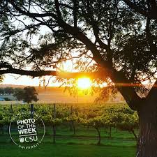 Wagga Wagga Vineyards Providing The Sunset Goods Thanks For Sharing Liz Csulife Wagga Wagga Photos Of The Week Sunset