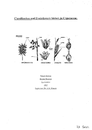 Image result for Alinula paradoxa