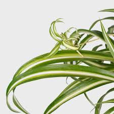Image result for Chlorophytum galpinii