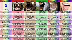 Humans Capable Of Surviving As Omnivores But Optimized To