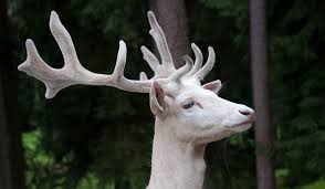 A buck is a us or australian dollar. Symbolic Meaning Of The White Buck On What Your Sign