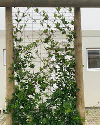 Image result for Rhoicissus