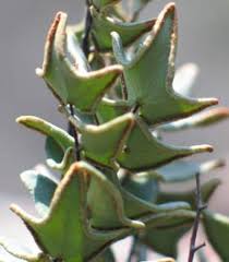 Image result for Pellaea dura